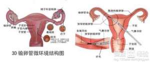 精子量少可能是输精管堵塞